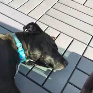 Meet your Posher, Molly